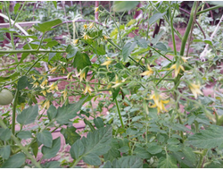 Томат черри Спокуса (Spocusa). Польша