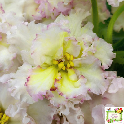 ЛЕ-Злато Скифов (Е. Лебецкая) 2015 г.