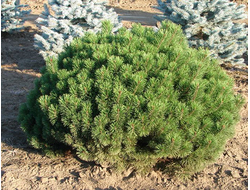 Сосна горная mugus, C5