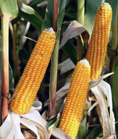 семена кукурузы птерокс ragt