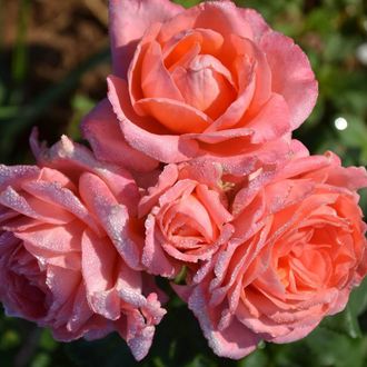 Анститью Люмьер (Rose Institut Lumiere Modern Shrub) роза С2,корнесобств