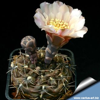 Gymnocalycium kieslingii v.castaneum VG-1223 - 5 семян