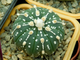 Astrophytum asterias SK x AS KIKKO (1140.1) - 10 семян