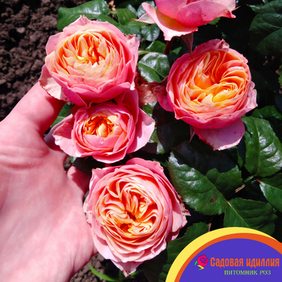 Вувузела (Vuvuzela)