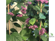 Clerodendrum Splendens / Клеродендрум блестящий (красные цветки)