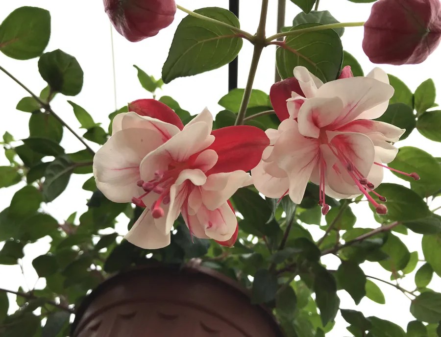 Фуксия ампельная Swingtime