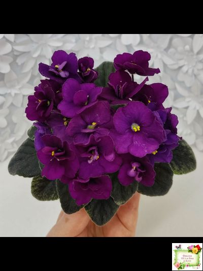 Jolly Prince (H.Pittman), #10462 (11/21/2011), DAVS 1731, TX Hyb