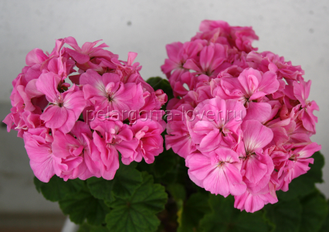 Fransis Parrett - пеларгония миниатюрная зональная - описание сорта, фото - купить черенок почтой