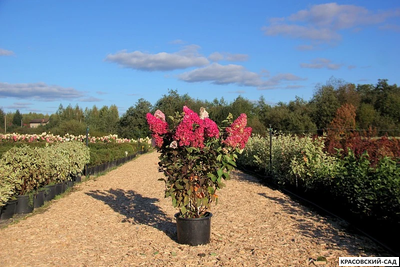 Гортензия Фрайс Мельба - Fraise Melba