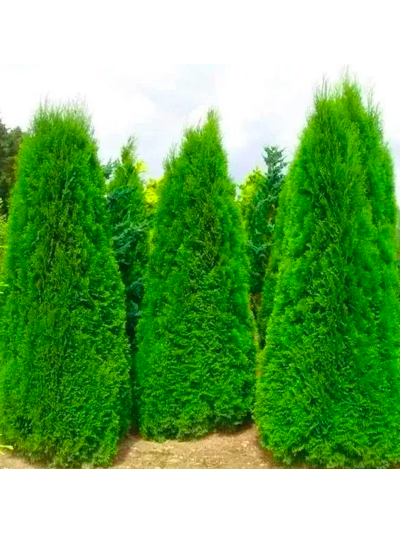 туя западная Смарагд  Р9