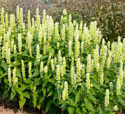 Лофант анисовый