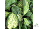 Hoya kerrii variegata 'Chanrit's Choice'