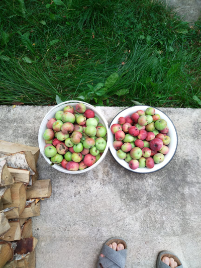 Сок яблочный 100% свежевыжатый | ферма СытникЪ