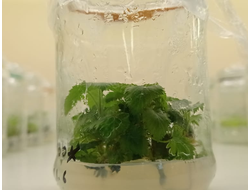 in vitro (в стеклянных баночках)