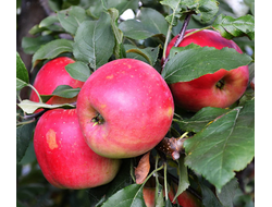 Яблоня Благая весть (ОКС)