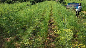Фенхель сладкий (Foeniculum vulgare), семена (5 мл) СО2 экстракт