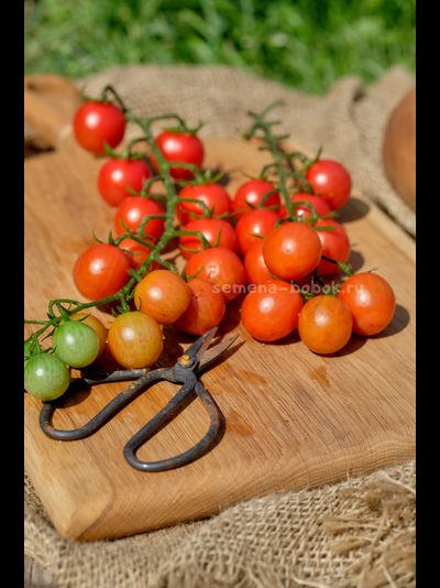 Томат Черри Аннабель, 10 шт