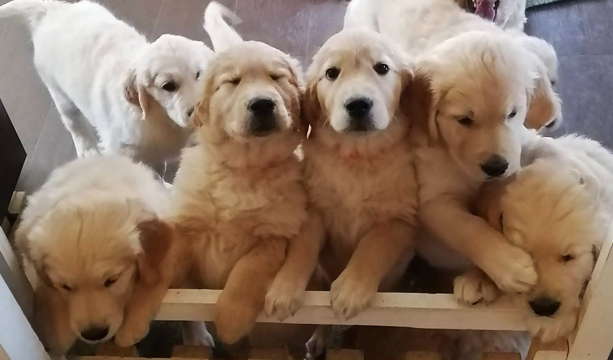 Щенки-голдены Помет П-2022. Питомник Русское Золото