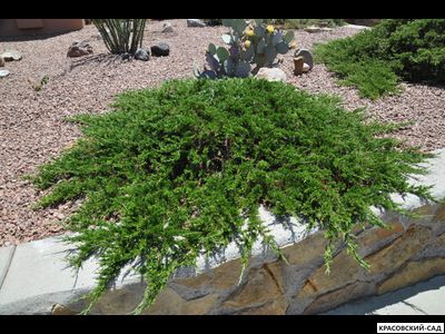 Можжевельник казацкий Тамарисцифолиа - Tamariscifolia