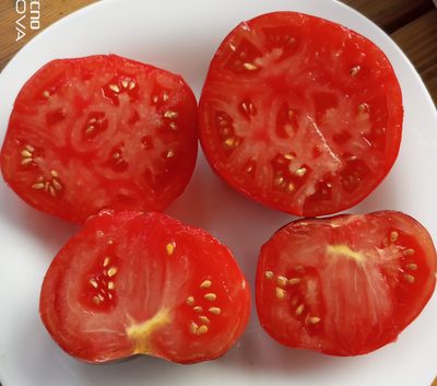 Томат Озарк восход (Ozark Sunrise), Германия