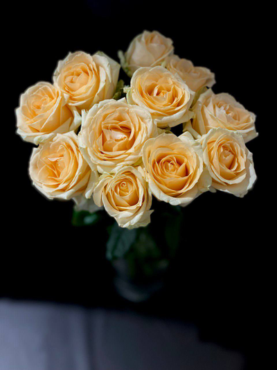 Роза Россия 50 см. 11 шт