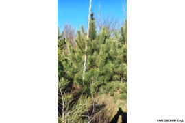 Сосна крымская Черная (Pinus nigra) – фото с линейкой в питомнике - красовский-сад.рф