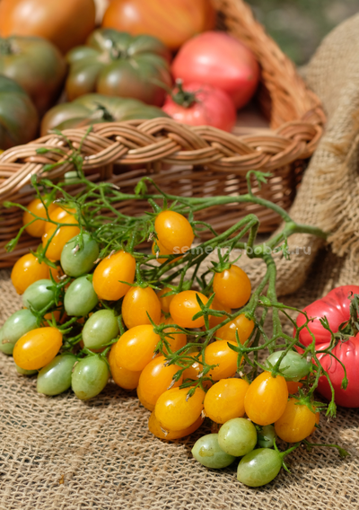 Томат Ildi (Ильди), 10 шт