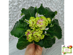 ЕК-Исполнение Желаний (Е. Коршунова) 2023 г.