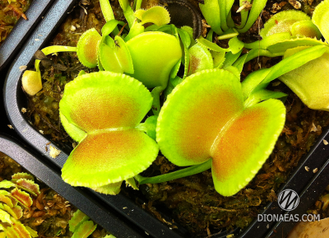 Dionaea muscipula Green wizard