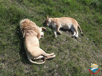 Сафари-парк "Тайган"
