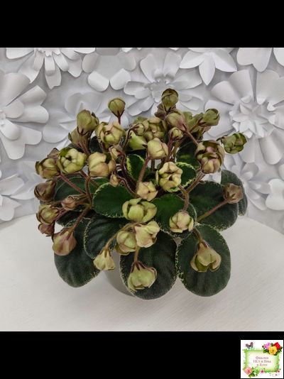 Н-Фавн (Н. Бердникова) 2017 г. (лист посажен 29.01.26)