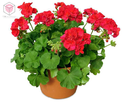 "Лепесток герани" вайнер и каттер