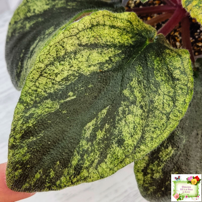 Pink Tulip Gold (японская селекция)