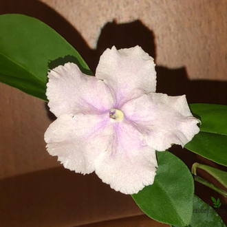 Brunfelsia Australis