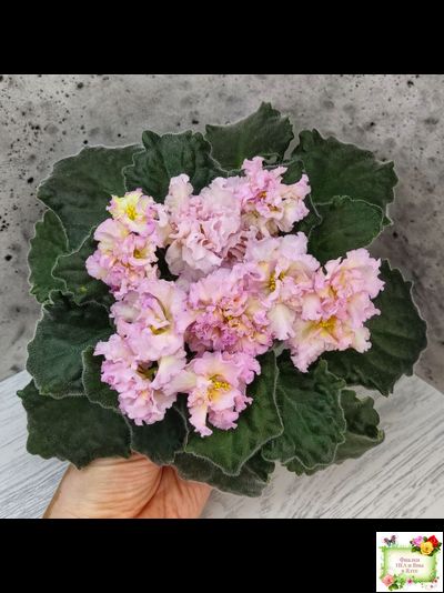 РМ-Яринка (Н. Скорнякова) 2021 г.