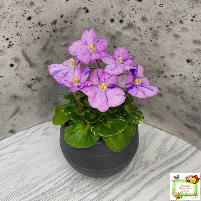 Shirl's Pip Squeak (S.Sanders)