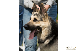Барвиттера Тродос  д.р 08.09.2018 (Барвиттера Император х Лютар Байра)