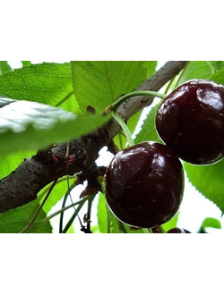 Вишня "Россошанская черная" , ЗКС