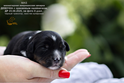 Щенок mas - девочка с ОРАНЖЕВЫМ ошейничком Д-2025, окрас черный триколор, на фото 8 дней