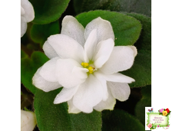 ЛЕ-Жемчужинка (Е. Лебецкая) 2018 г. трейлер