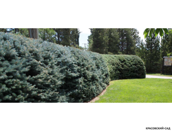 Голубая Ель - Blue spruce