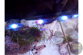 Голожаберный Моллюск, Chromodoris bullocki в морском аквариуме