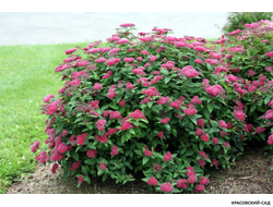 Спирея Дартс Ред - Dart`s Red