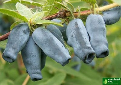 Жимолость "Амфора"