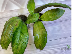 14/02/2025 hoya sp. Borneo Gunung Gading