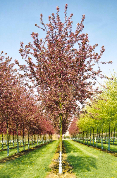 Яблоня декоративная  Red Obelisk