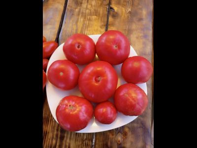 Томат Минусинское искушение (Minusinsk's temptation)