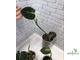 Philodendron Melanochrysum / Филодендрон Меланохризум