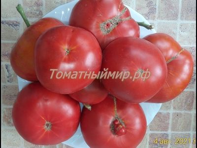 Томат Гном Кардинал Маура (Dwarf Maura’s Cardinal, США, Австралия)