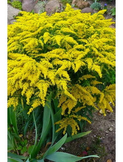 Золотарник канадский Патио